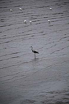 湿地候鸟