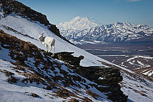 野大白羊,母羊,站立,山坡,残余物,雪,山,麦金利山,背景,德纳里峰国家公园,保存,室内,阿拉斯加,春天