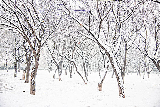 雪后树林