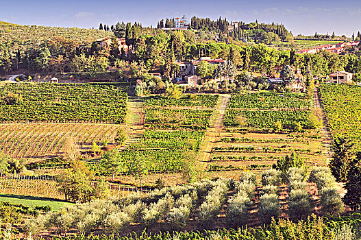 葡萄园,蒙蒂普尔查诺红葡萄酒,托斯卡纳,意大利