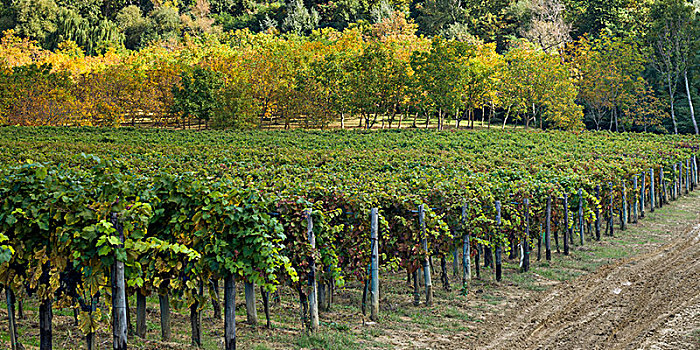 排,葡萄藤,葡萄园,秋天,托斯卡纳,意大利