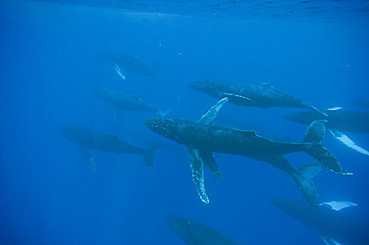 驼背鲸,大翅鲸属,鲸鱼,大,水下,毛伊岛,夏威夷
