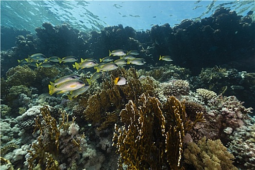 甜唇鱼,水生物,红海