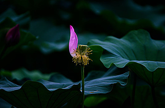 荷花特写