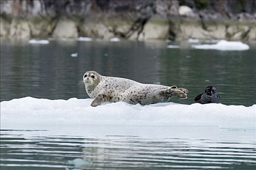 斑海豹,母兽,幼仔,冰,东南阿拉斯加