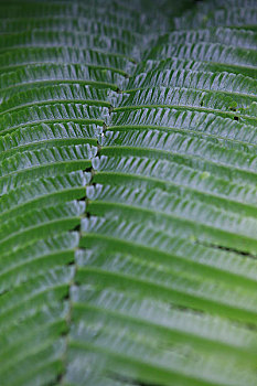 马来西亚沙捞越州沙捞越,穆鲁山国家公园热带雨林中的植物叶子