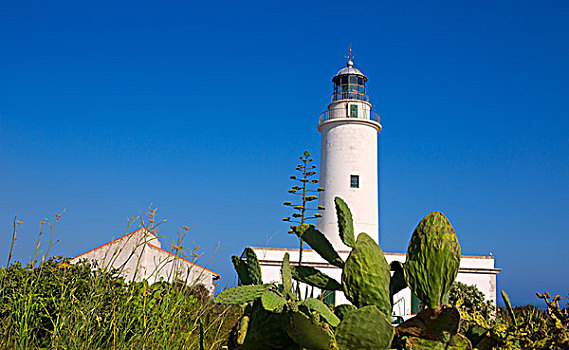 福门特拉岛,灯塔,靠近,伊比萨岛