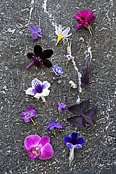 头状花序,多样,粉色,紫色,放置,石头