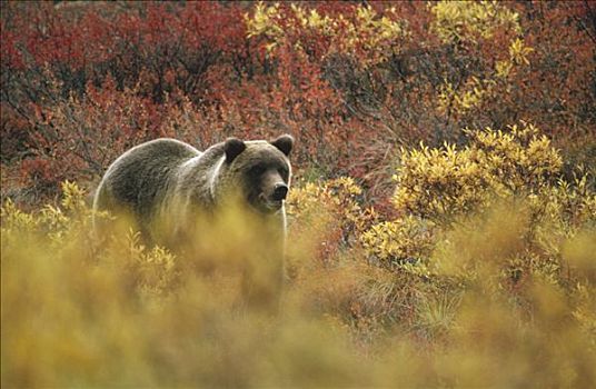 大灰熊,棕熊,叶子,德纳利国家公园和自然保护区,阿拉斯加