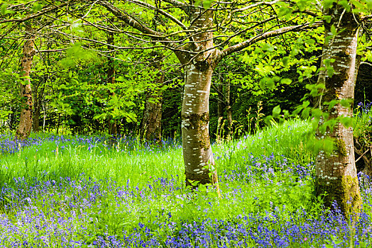 树林,野风信子,蓝铃花,康沃尔,英格兰,英国,欧洲