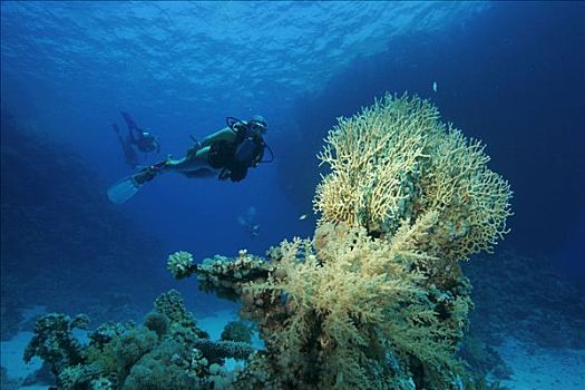 珊瑚,深海,埃及,红海