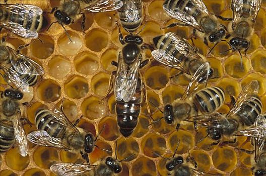 蜜蜂,意大利蜂,生物群,蜂窝,北美