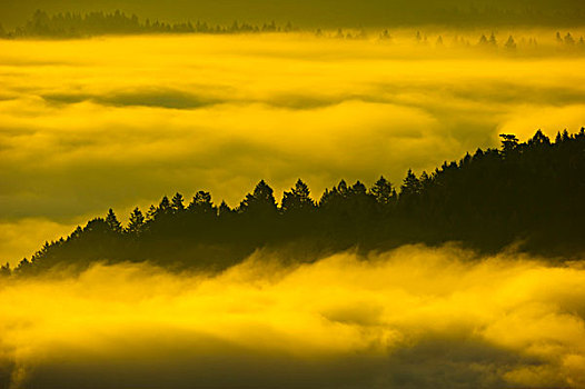 树,雾状,早晨,温哥华岛,不列颠哥伦比亚省,加拿大