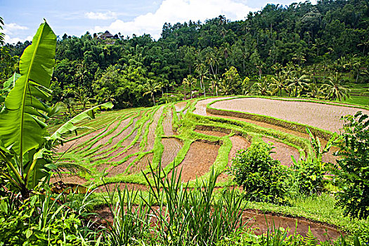 巴厘岛,印度尼西亚,稻田,中心