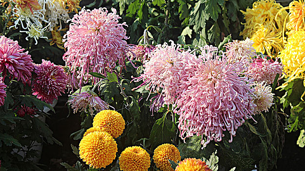 菊花鲜花花朵