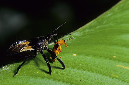 厄瓜多尔,亚马逊盆地,靠近,古柯,雨林,昆虫,吃,甲虫