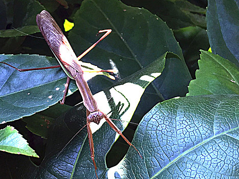 户外阳光下,绿叶丛中的,一只螳螂