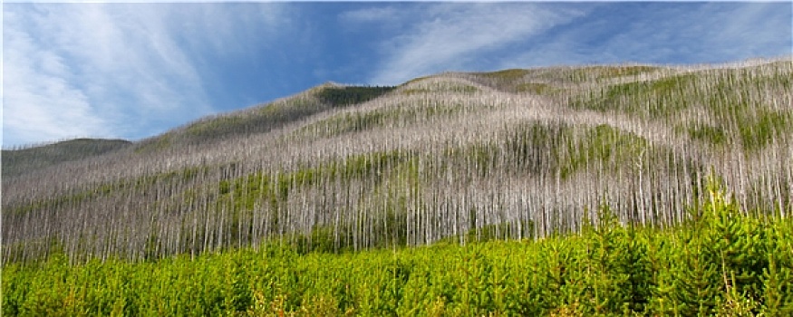 国家森林,蒙大拿