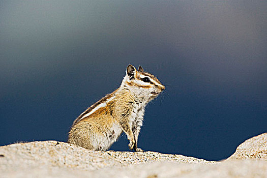 花栗鼠,成年,落基山国家公园,科罗拉多,美国