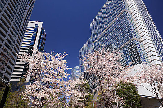 高层建筑,樱花