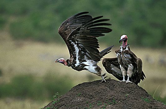 肉垂秃鹫,起飞,肯尼亚