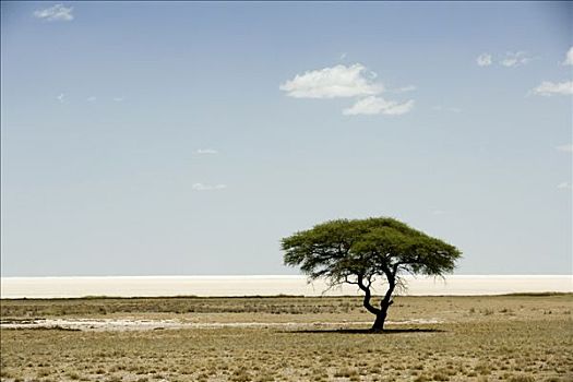 树,埃托沙国家公园,区域,纳米比亚