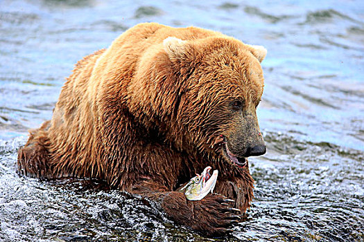 大灰熊,棕熊,成年,喂食,水,布鲁克斯河,卡特麦国家公园,保存,阿拉斯加,美国,北美