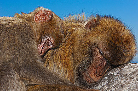 两个,巴巴利猕猴,叟猴,睡觉,偎依,向上,直布罗陀,英国海外属地,伊比利亚半岛,欧洲