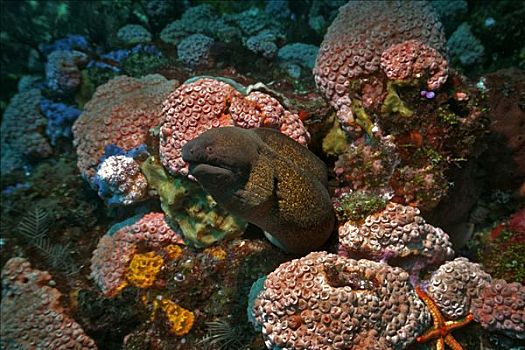巨大,海鳗,科莫多国家公园,世界遗产,科莫多,印度尼西亚,东南亚