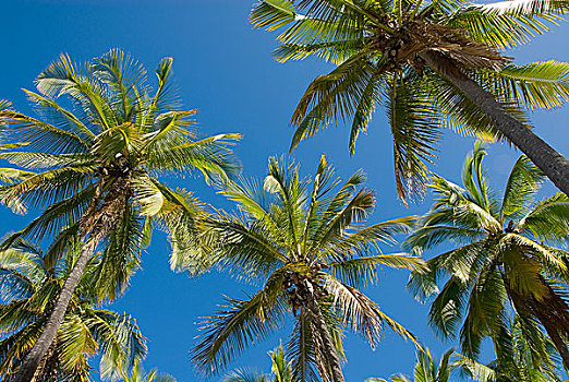 棕榈树,小树林,夏威夷大岛,夏威夷