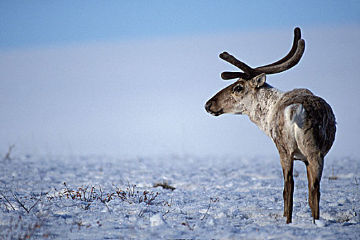 地面,北美驯鹿,豪猪,牧群,雄性动物,天鹅绒,鹿角,区域,北极国家野生动物保护区,阿拉斯加