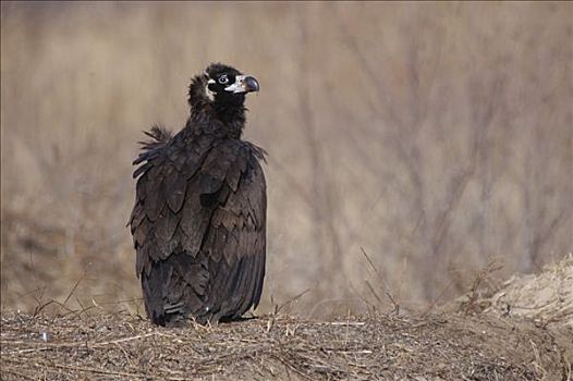 黑美洲鹫,远东,俄罗斯