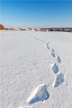 雪地脚印