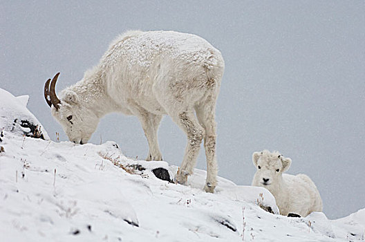 野大白羊,白大角羊,母亲,雪景,育空地区,加拿大