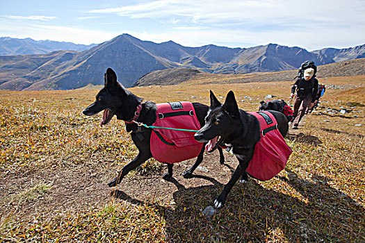 两个,阿拉斯加,爱斯基摩犬,狗,背影,墓碑,山,地盘,公园,育空地区,加拿大,北美