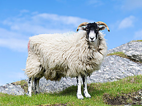 绵羊,岛,家,只有,苏格兰,五月,大幅,尺寸