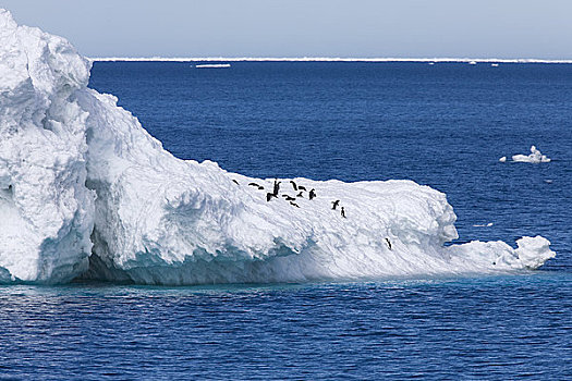阿德利企鹅,冰山,保利特岛,南极半岛,南极