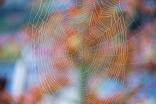 美国,聚焦,秋色,露珠,遮盖,蜘蛛网