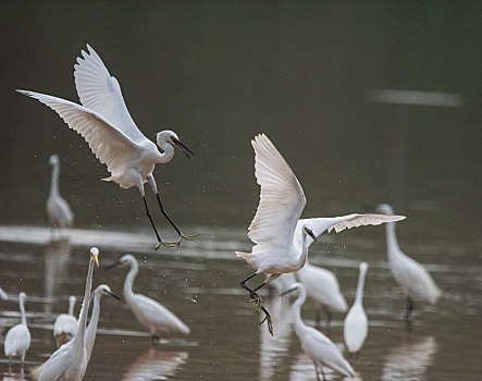 广西梧州,白鹭翩跹生态美