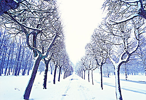 树林,小路,公园,冬天
