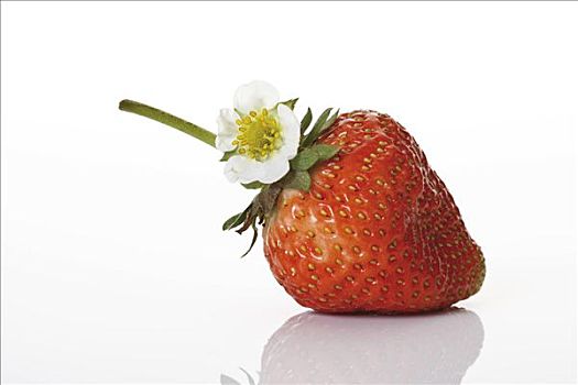 草莓,花