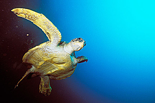 厄瓜多尔,加拉帕戈斯,海龟,水下视角