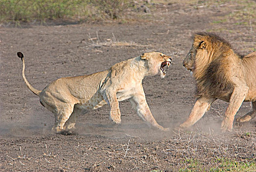 狮子,争斗,东非,坦桑尼亚,塞伦盖蒂