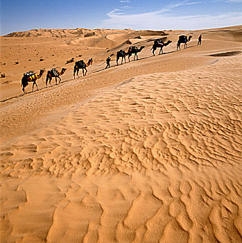 突尼斯,撒哈拉沙漠,沙,沙漠,东方,骆驼,驼队