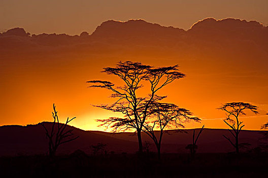 日落,塞伦盖蒂国家公园,坦桑尼亚,非洲