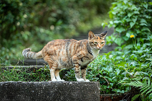 后院花园里玩耍的可爱猫眯