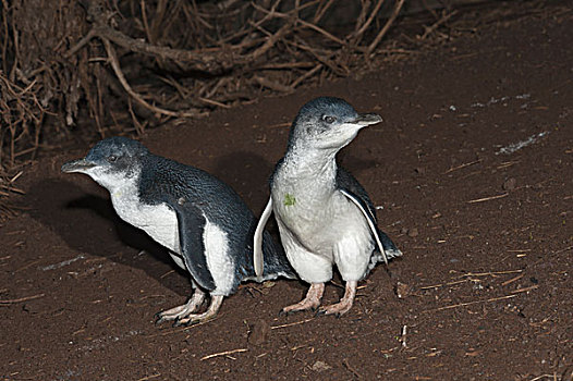小蓝企鹅,一对,走,山,喂食,旅游,海上,菲利普岛,澳大利亚