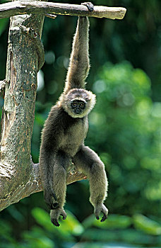 长臂猿,坐在树上,一个,手臂,向上,拿着,枝条