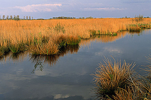 风景,湿地,欧洲