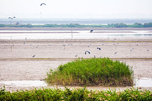 江门银湖湾湿地风光